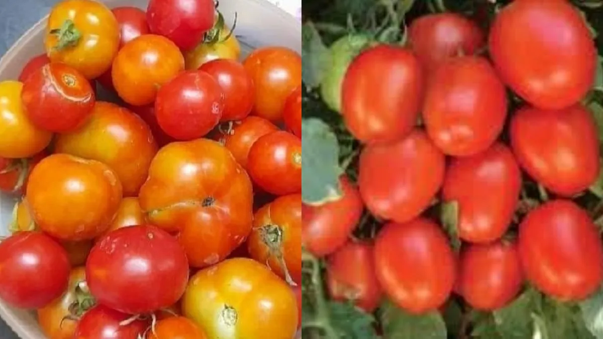 நாட்டு தக்காளி VS பெங்களூர் தக்காளி! எது உடலுக்கு நல்லது.. ரசத்திற்கு எது பெஸ்ட்? எது டேஸ்ட்?